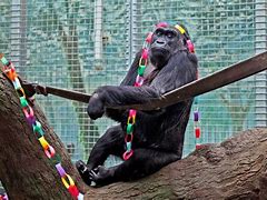 Image result for Gorillas in Captivity