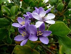 Image result for Jamaican Plants