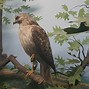 Image result for Red-tailed Hawk