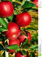 Image result for Healthy Apple Tree