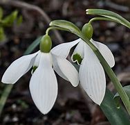 Image result for Galanthus White Cloud