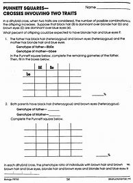 Image result for Dihybrid Cross Worksheet with Answers
