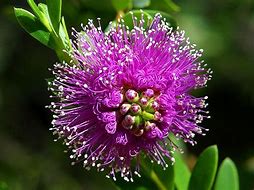 Image result for Cute Flowers Images Download