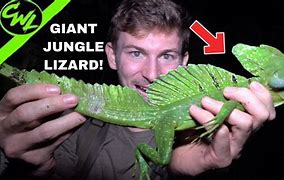 Image result for Brazilian Lizard