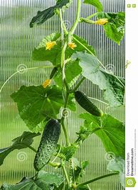 Image result for Food Grown in Greenhouses