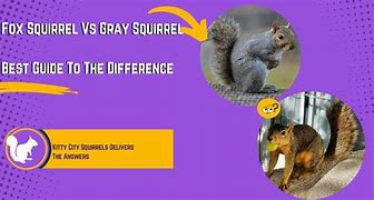 Image result for Difference Between Rat and Squirrel Droppings
