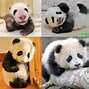 Image result for Giant Panda Babies