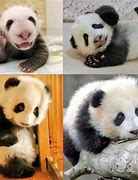 Image result for Giant Panda Bear Babies