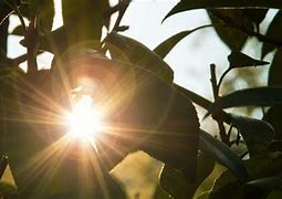 Image result for Lens Flare Photography Effect