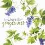 Image result for Grape Vineyard Clip Art