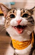 Image result for Michael Rapaport Weird Cat