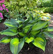 Image result for Hosta Orange Star