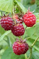 Image result for Rubus idaeus Glen Clova