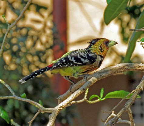Image result for Lybiidae