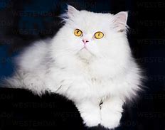 Image result for Fluffy White Cat with Yellow Eyes