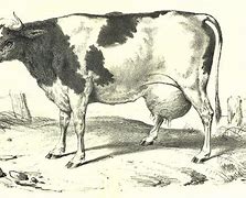 Image result for Dairy Cow Drawing