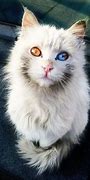 Image result for Most Beautiful Cat