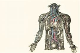 Image result for Human Anatomy Wallpaper 4K