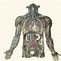 Image result for Human Anatomy Wallpaper 4K
