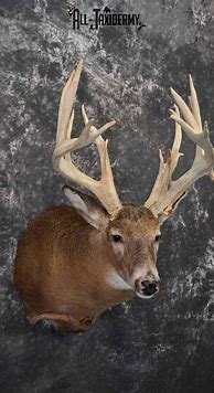 Image result for Deer Shoulder Mount