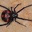 Image result for Largest Black Widow Spider