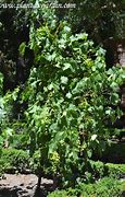 Image result for Vitis Cardinal