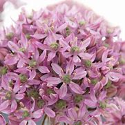 Image result for Allium nigrum Pink Jewel