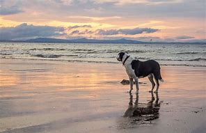 Image result for Dog Friendly Beach in L'Escala