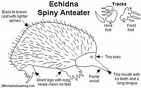 Image result for Echidna Diagram
