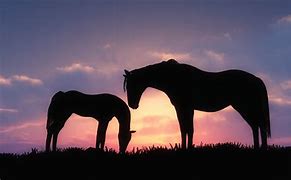 Image result for Horse Background 4K