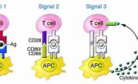 Image result for T-cell Polarization