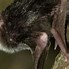 Image result for Vampire Bat with Glasses
