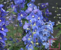 Image result for Delphinium Blue Bird (Pacific-Giant-Group)