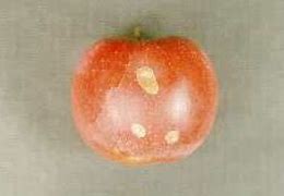 Image result for "apple-red-bug"