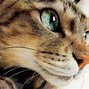 Image result for Cat Face Sketch