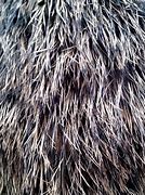 Image result for Rabbit Fur Texture
