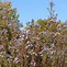 Image result for Aster amethystinus (x) Kylie