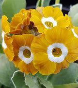 Image result for Primula auricula Beatrice