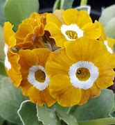 Image result for Primula auricula