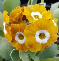 Image result for Primula auricula Kim