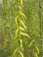 Image result for Salix alba Tristis