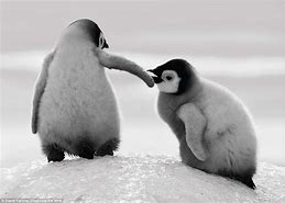 Image result for Animals Helping Each Other