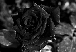 Image result for Rose Wallpaper Black Background