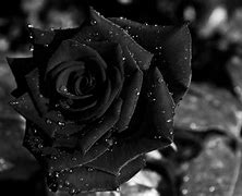 Image result for Black Rose Desktop