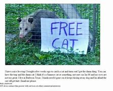 Image result for Free Cat Meme Possum