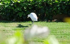 Image result for Kerala Forest White Crane