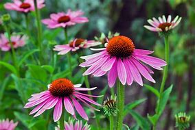 Image result for Echinacea angustifolia