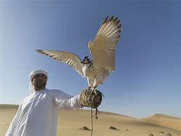 Image result for Saudi Arabia Falcon