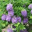 Image result for Wisteria floribunda Longwood Purple