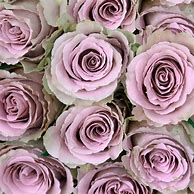 Image result for Grey Knights Rose